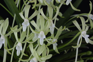 Neof. falcata fma. Hisui 'Green Galaxy' AM 85 pts.